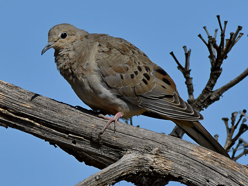 Dove.jpg