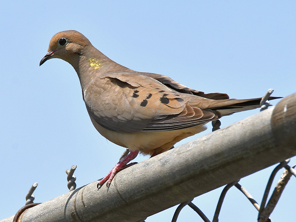 Dove.jpg