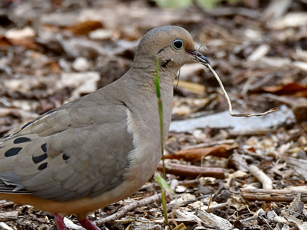 Dove.jpg