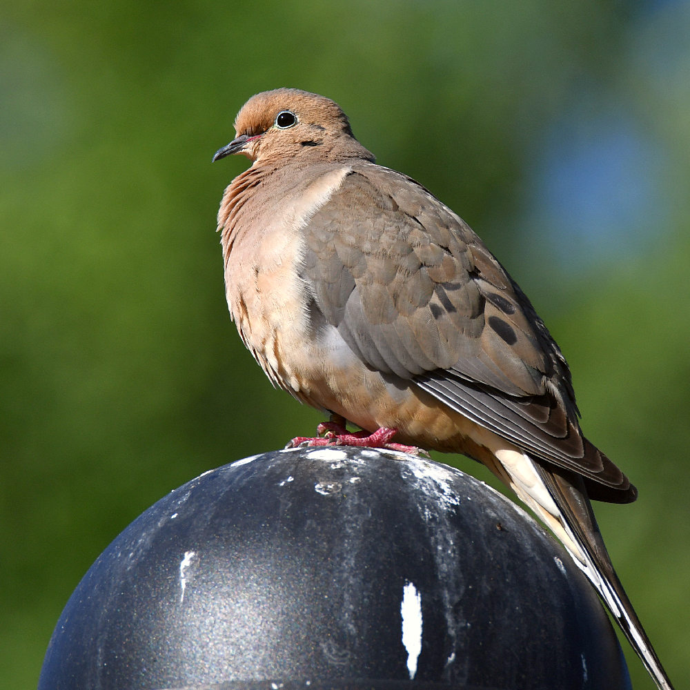 Dove.jpg