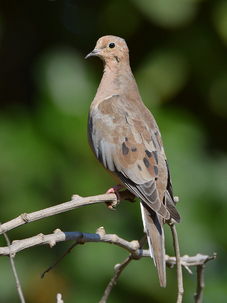 Dove.jpg