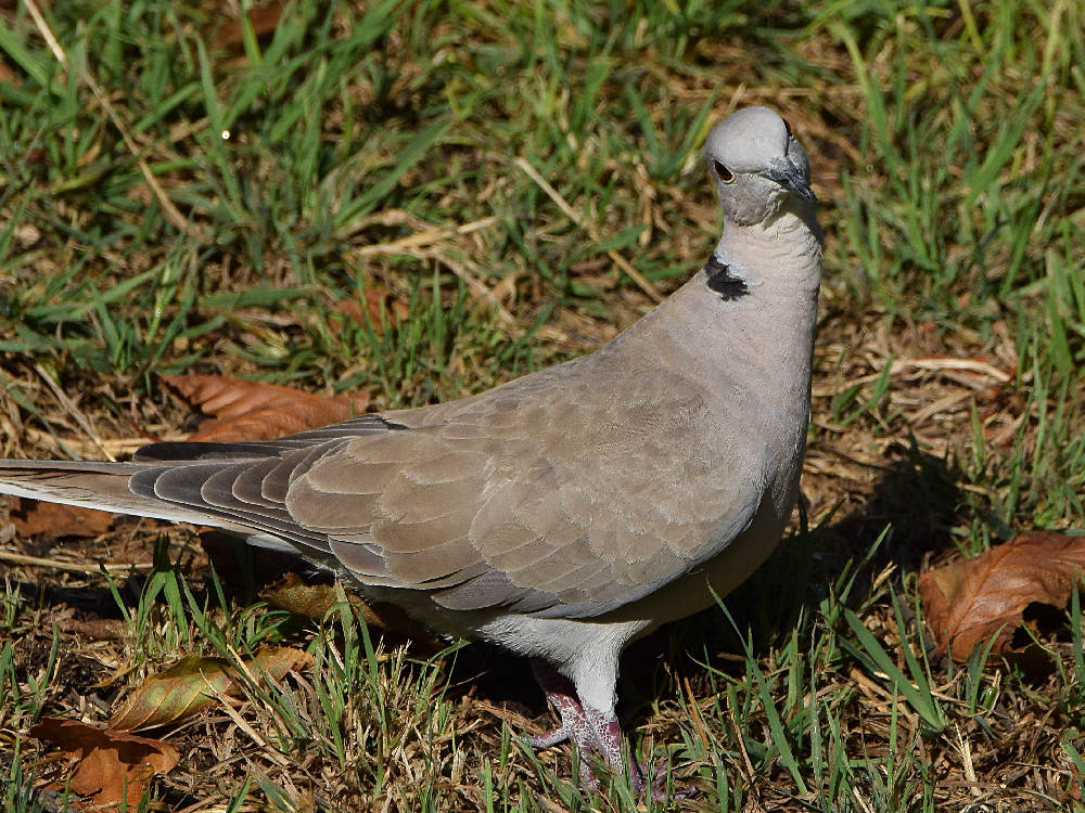 Dove.jpg