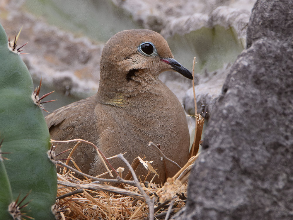 Dove.jpg