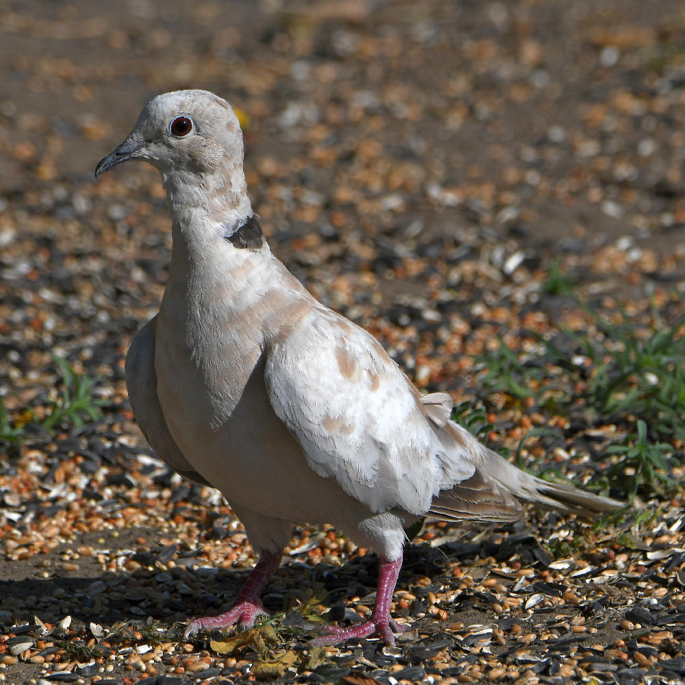 Dove.jpg