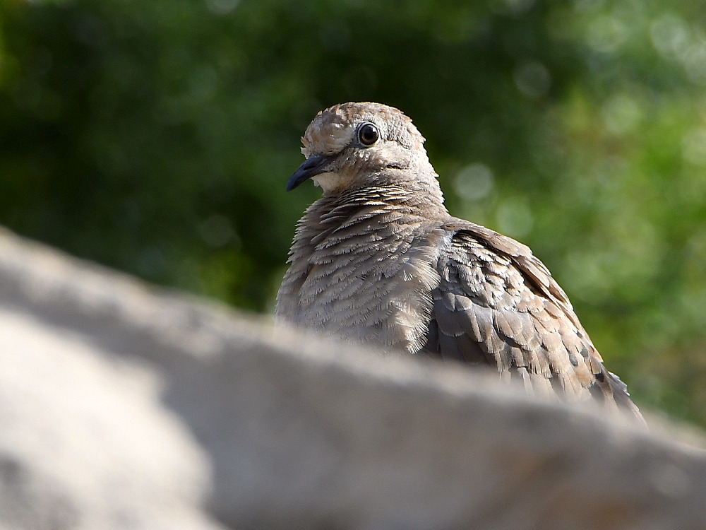 Dove.jpg