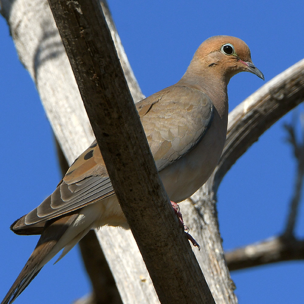 Dove.jpg