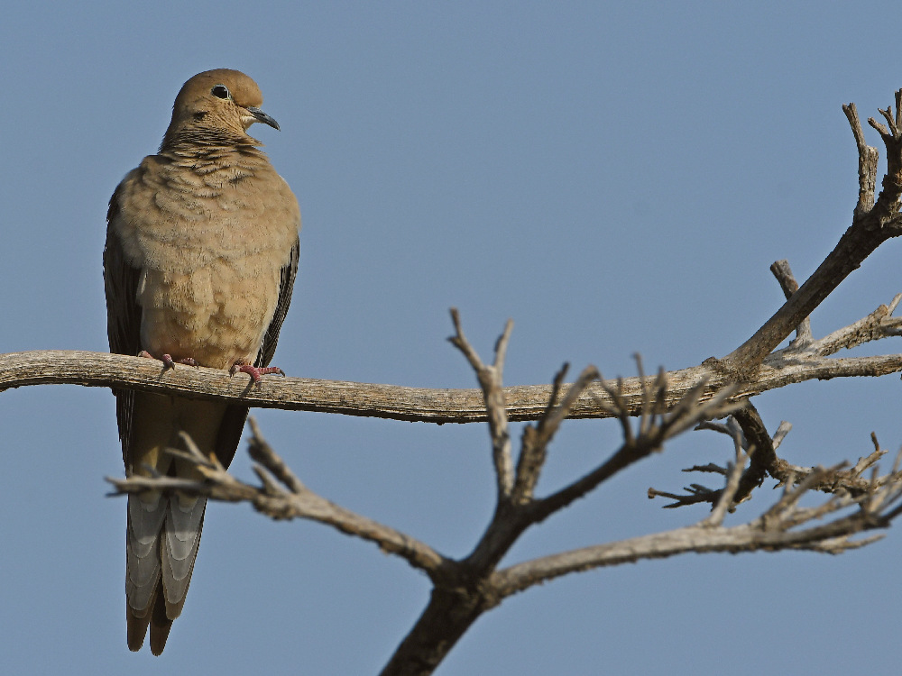 Dove.jpg
