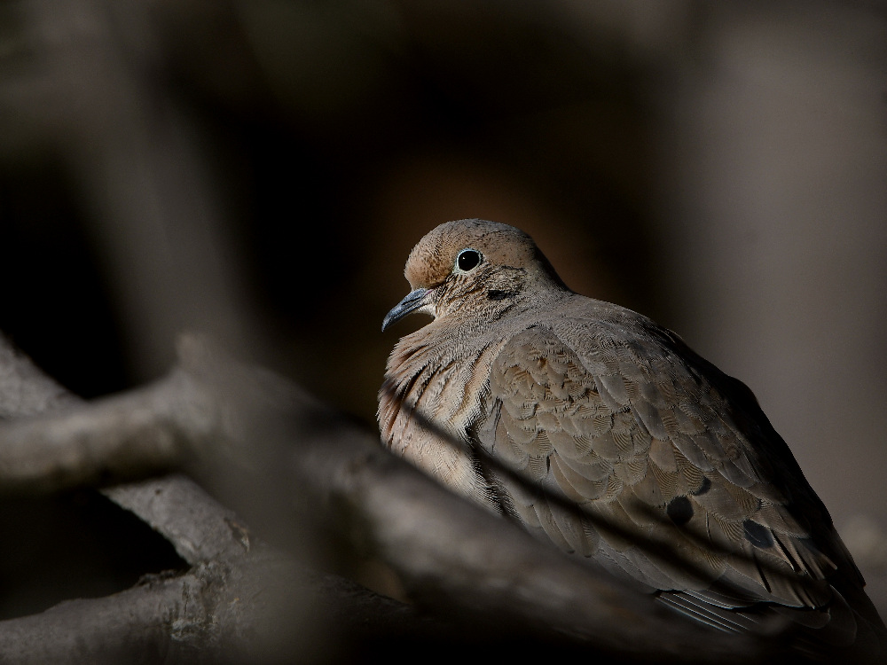 Dove.jpg