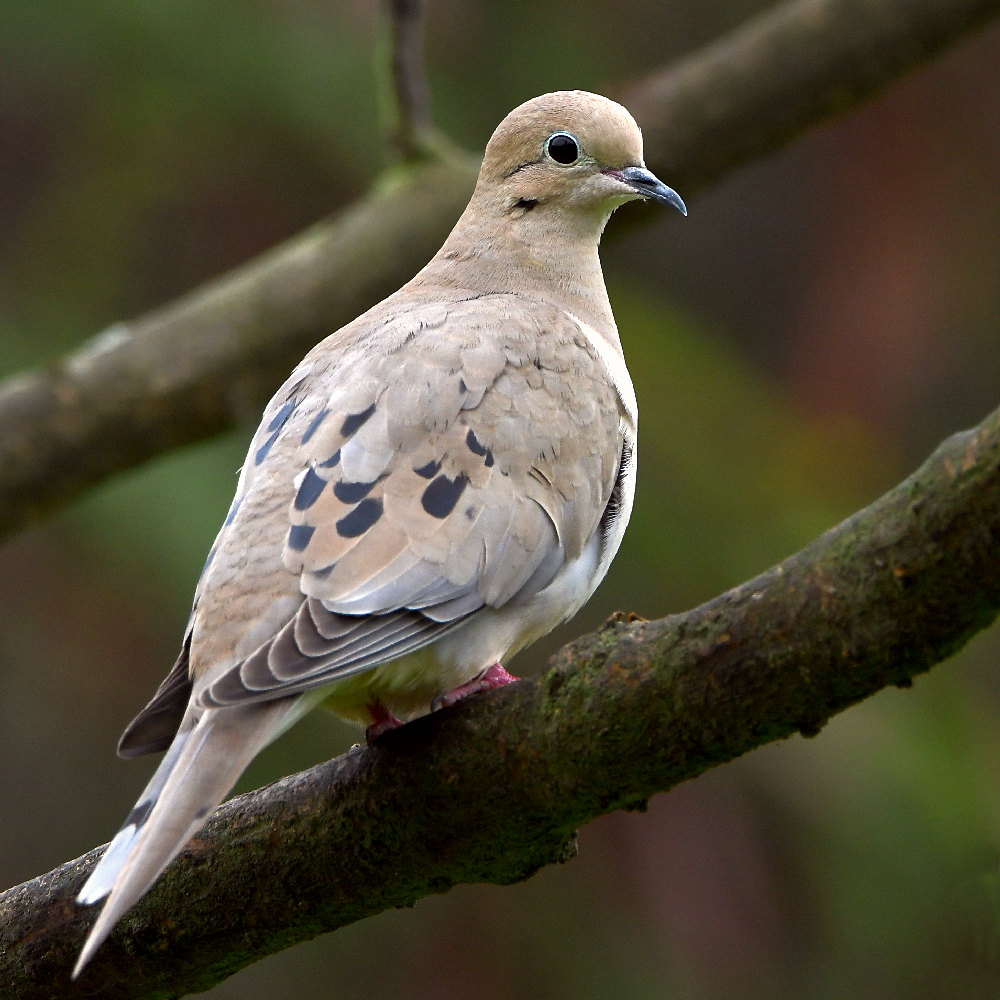 Dove.jpg