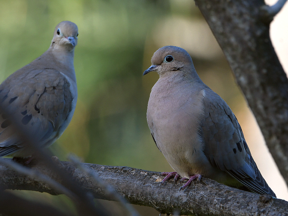 Dove.jpg