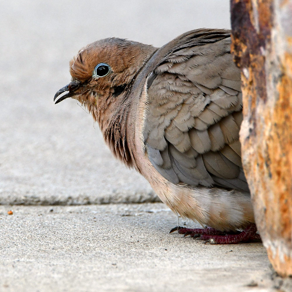 Dove.jpg