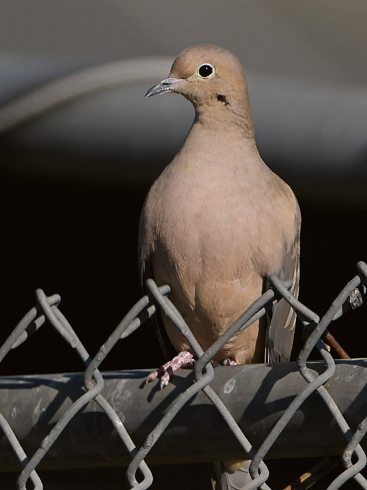 Dove.jpg
