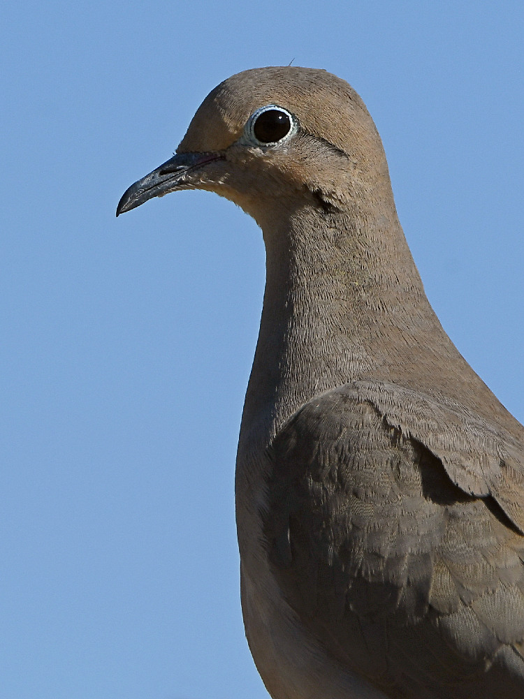 Dove.jpg