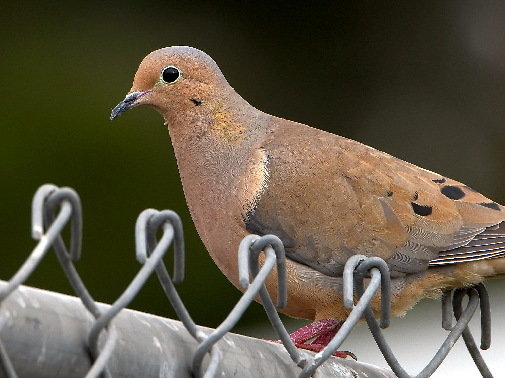 Dove.jpg