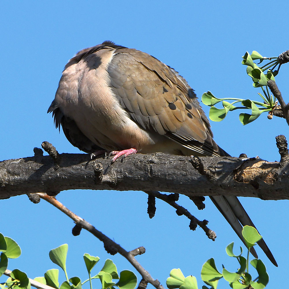 Dove.jpg