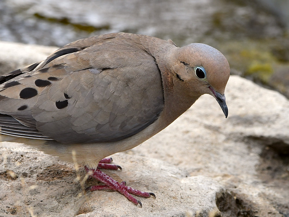 Dove.jpg