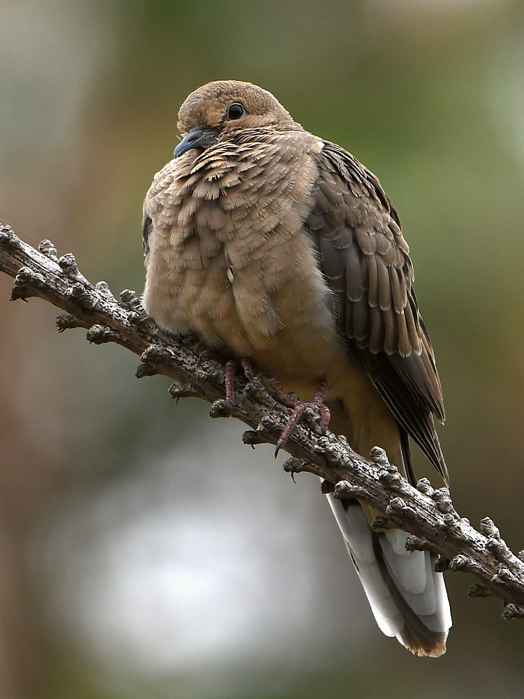 Dove.jpg