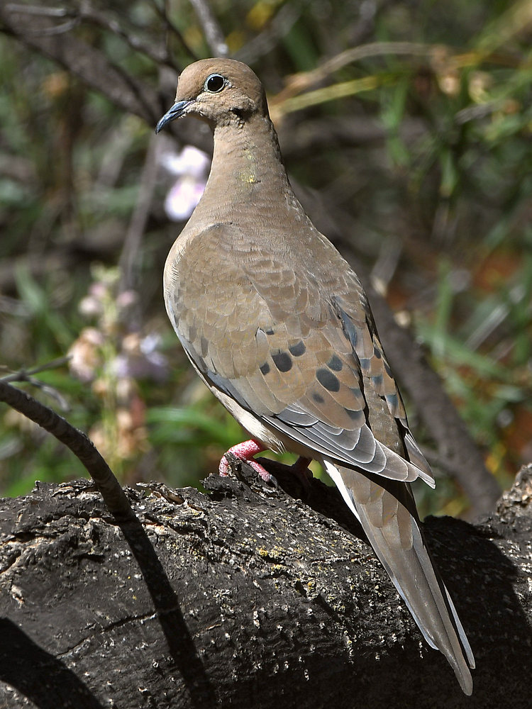 Dove.jpg