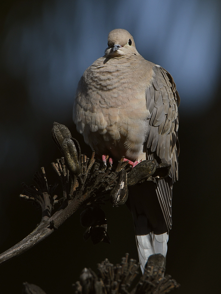 Dove.jpg