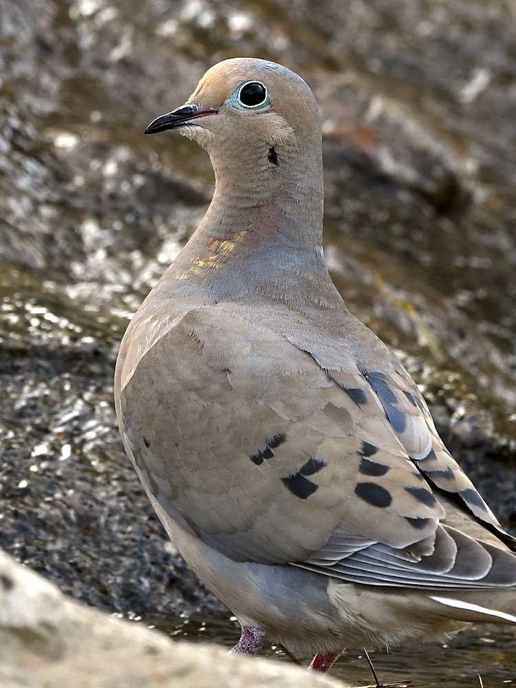 Dove.jpg