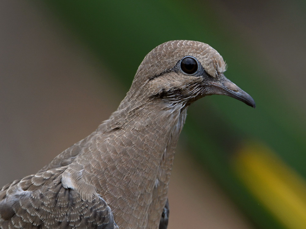 Dove.jpg