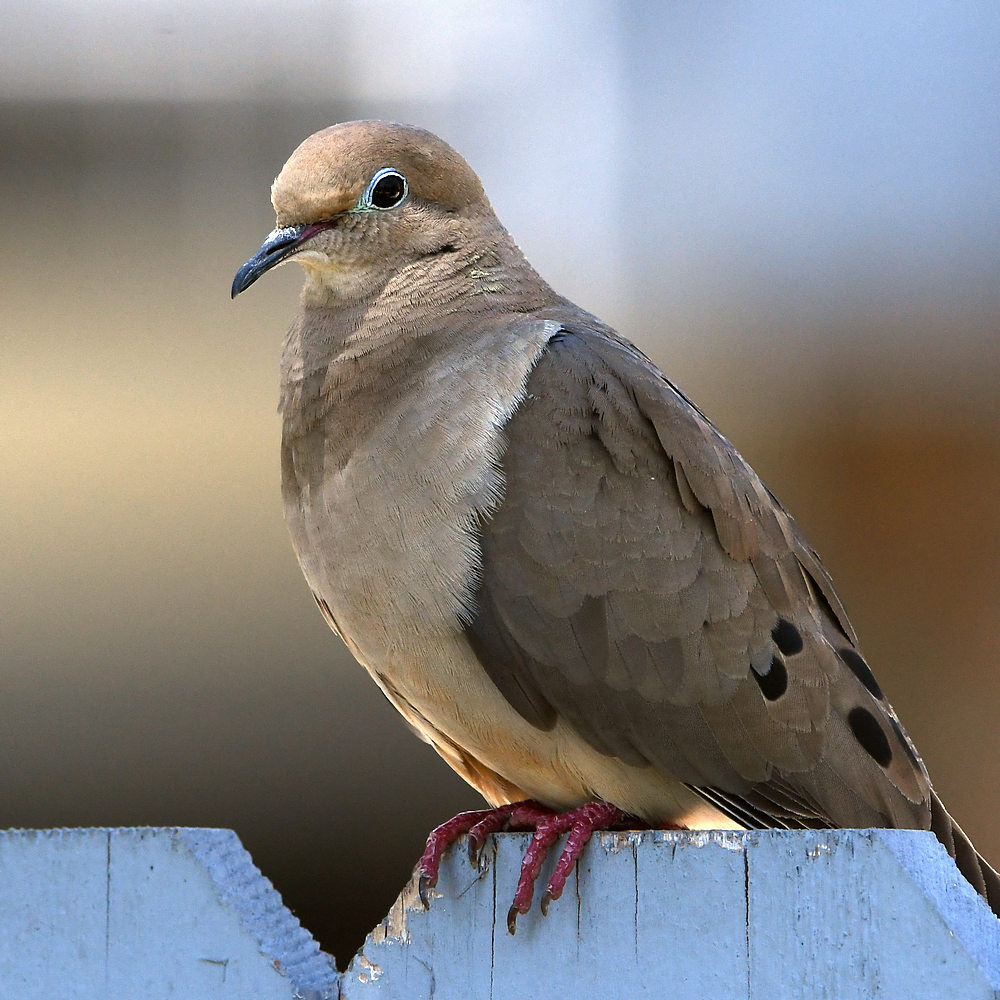 Dove.jpg