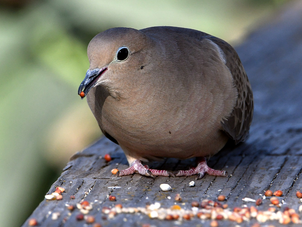 Dove.jpg