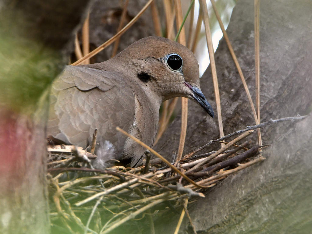 Dove.jpg