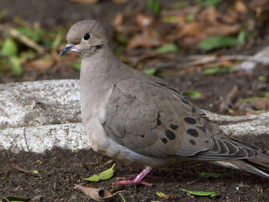 Dove.jpg
