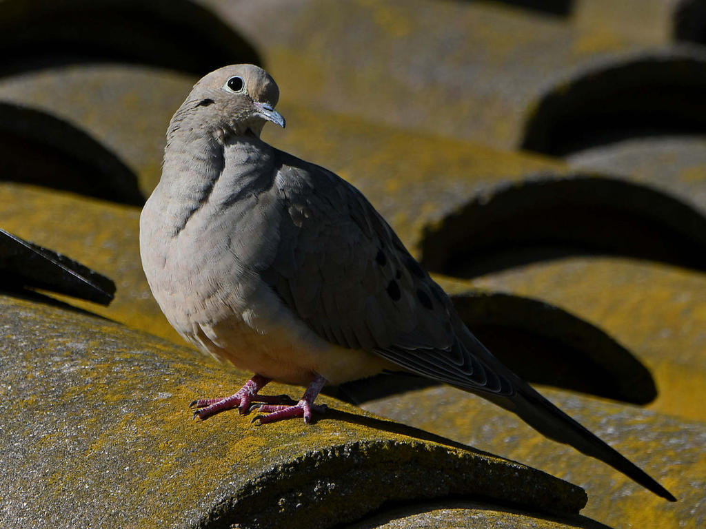 Dove.jpg