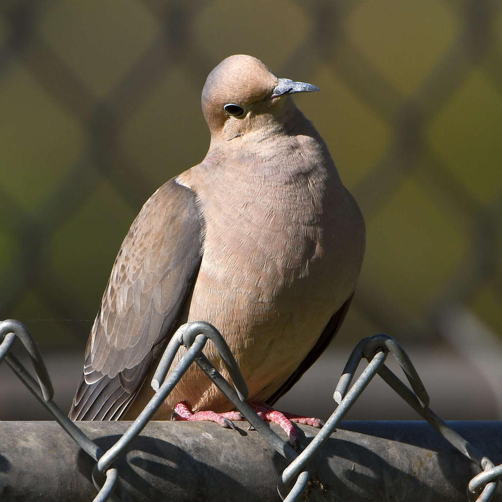 Dove.jpg