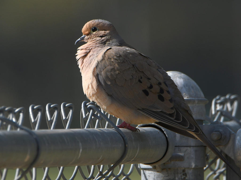 Dove.jpg