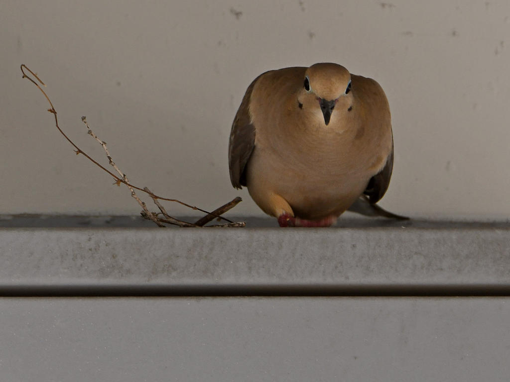 Dove.jpg