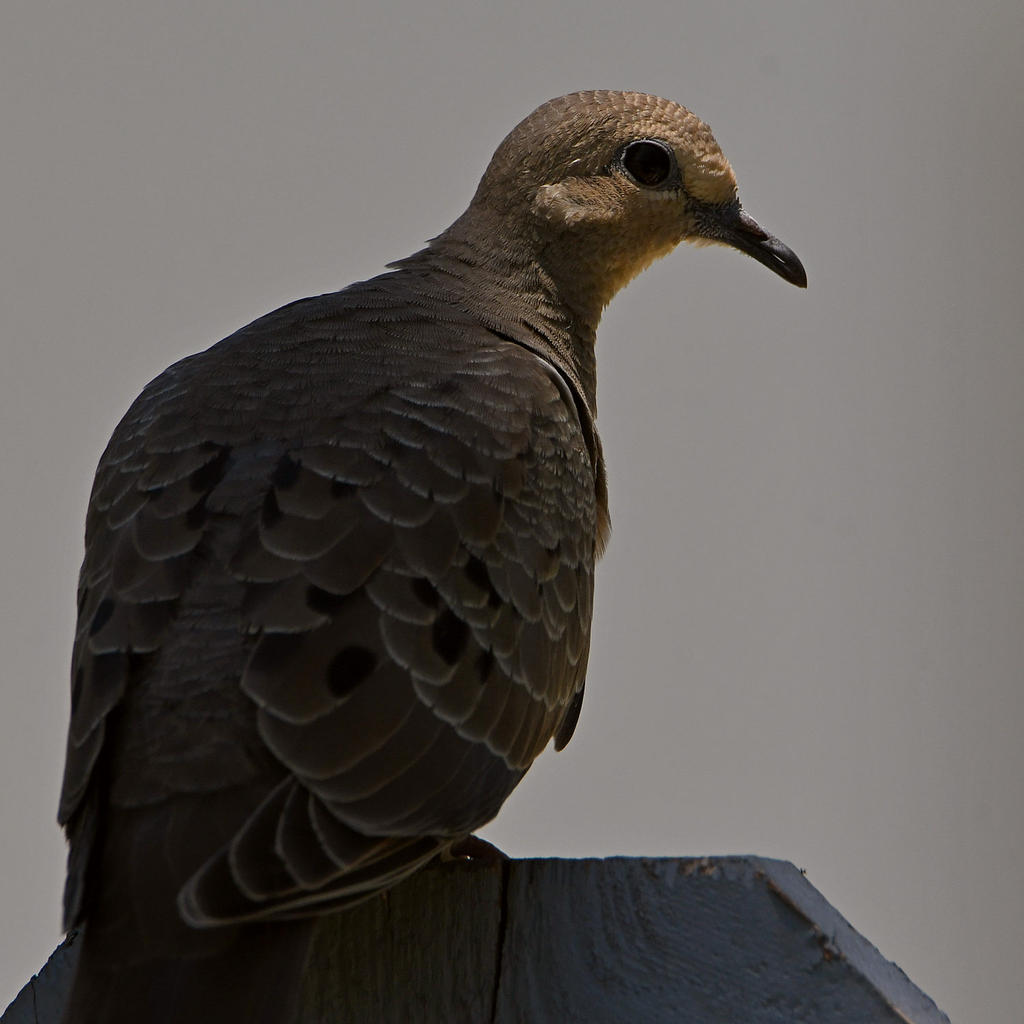 Dove.jpg