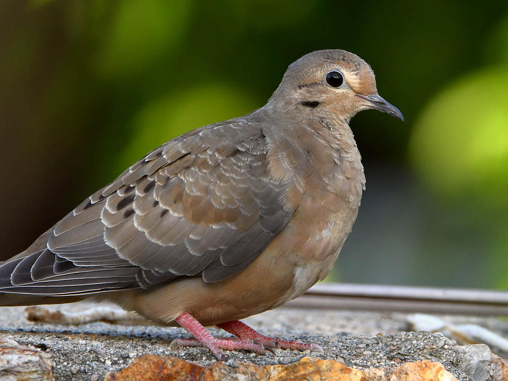Dove.jpg