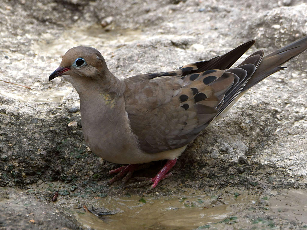 Dove.jpg