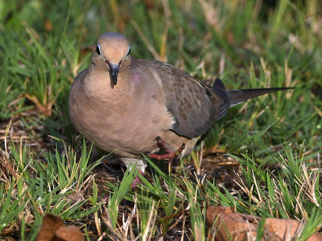 Dove.jpg