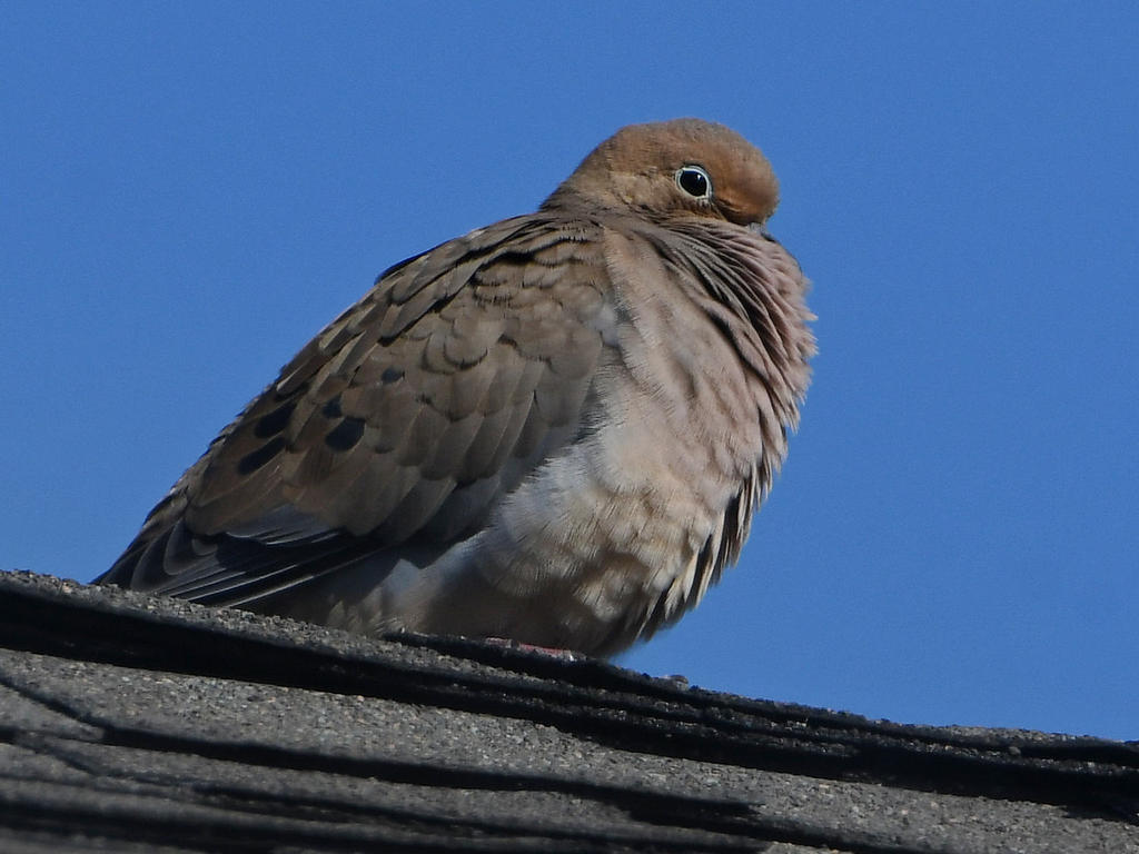 Dove.jpg