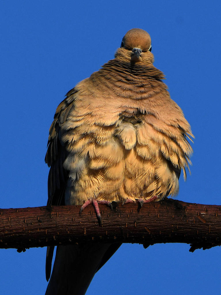 Dove.jpg