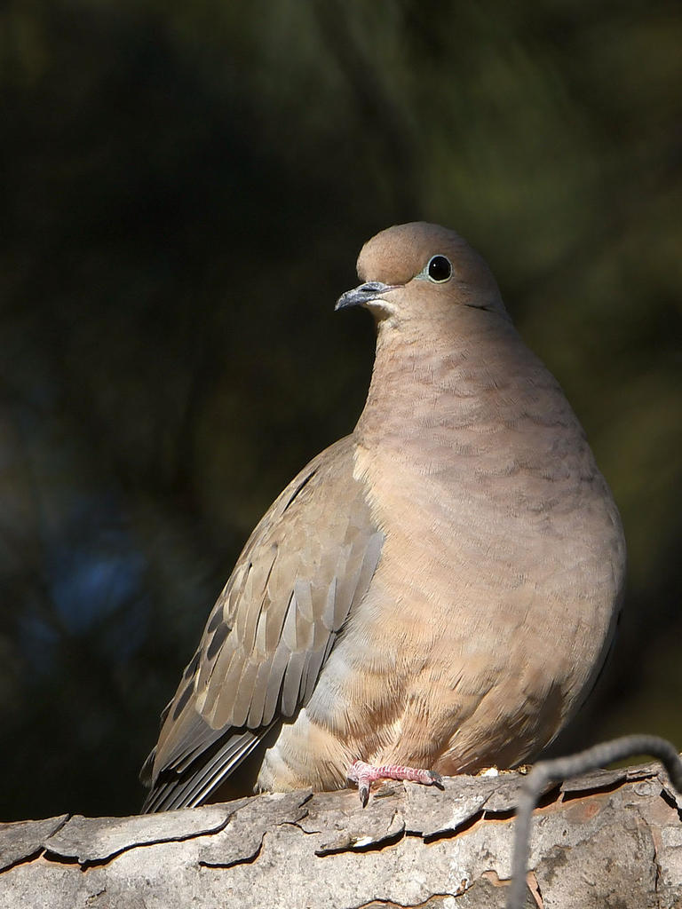 Dove.jpg