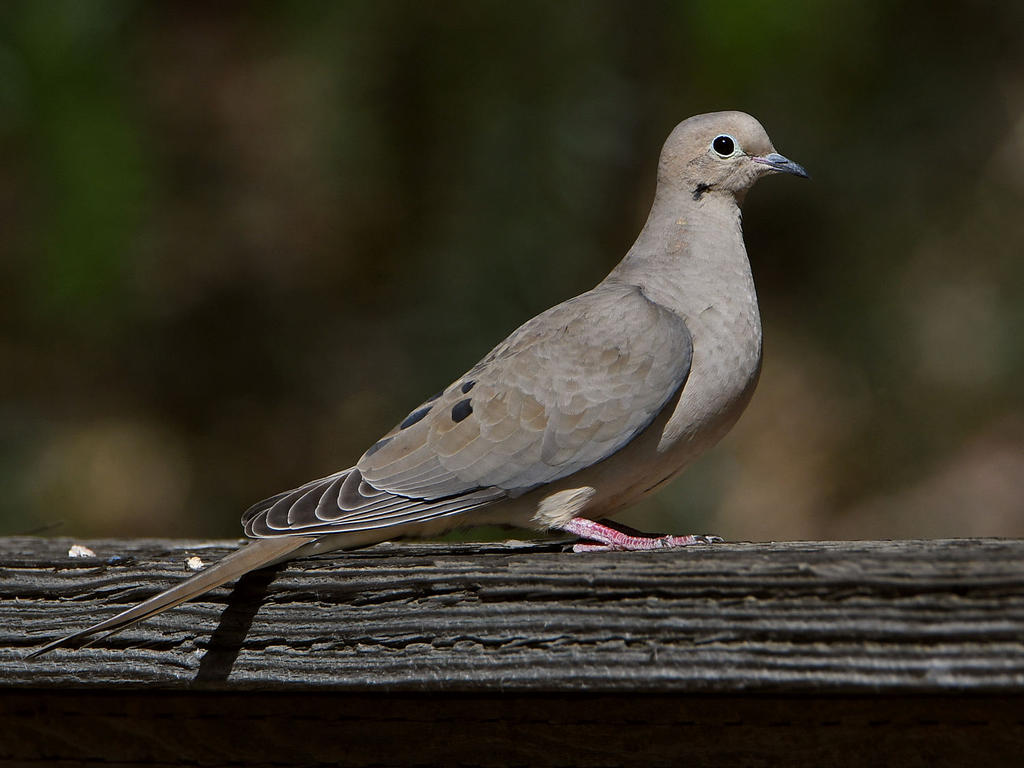 Dove.jpg