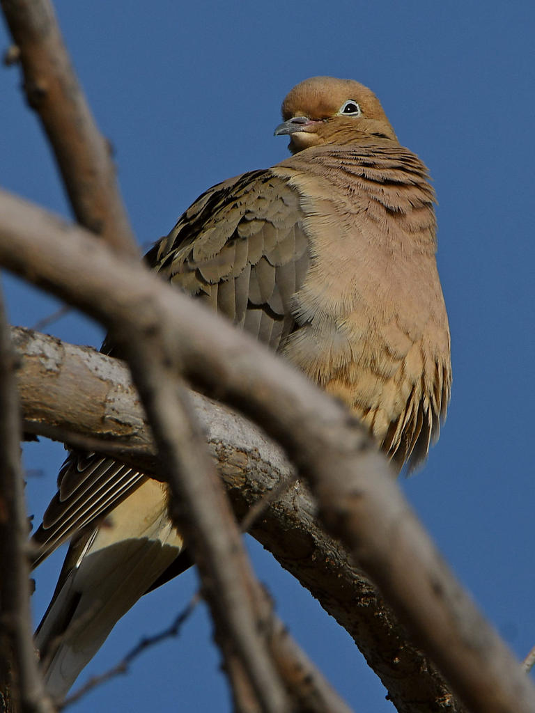 Dove.jpg
