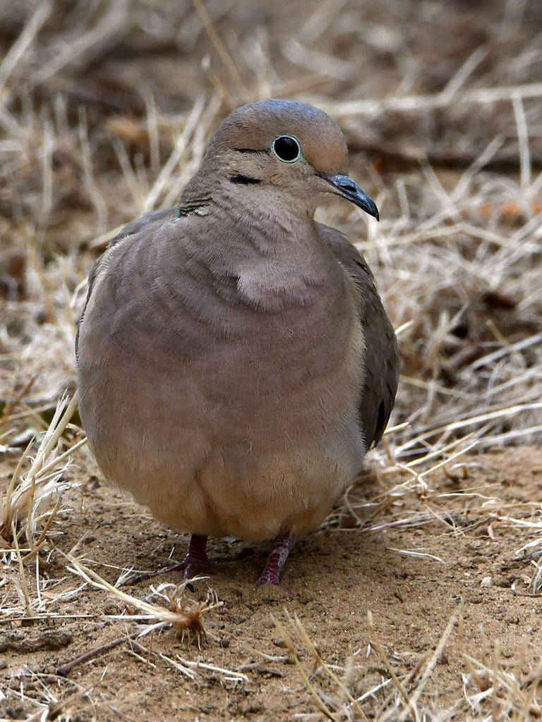 Dove.jpg