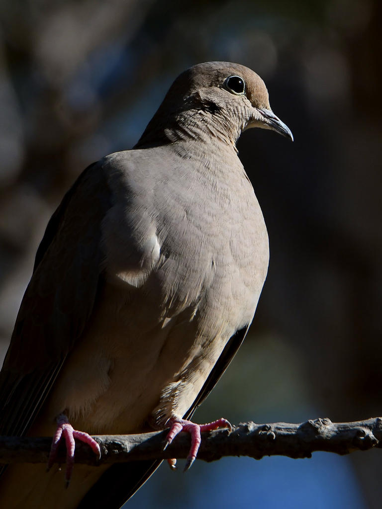 Dove.jpg