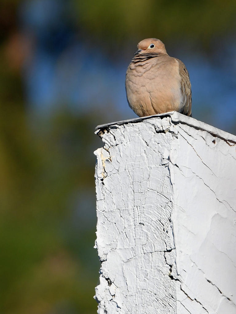 Dove.jpg