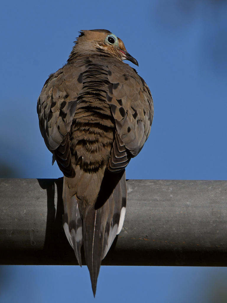 Dove.jpg