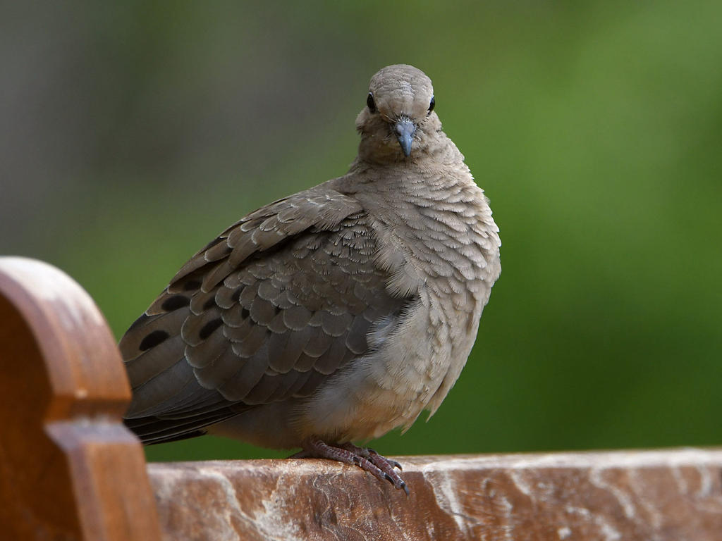 Dove.jpg
