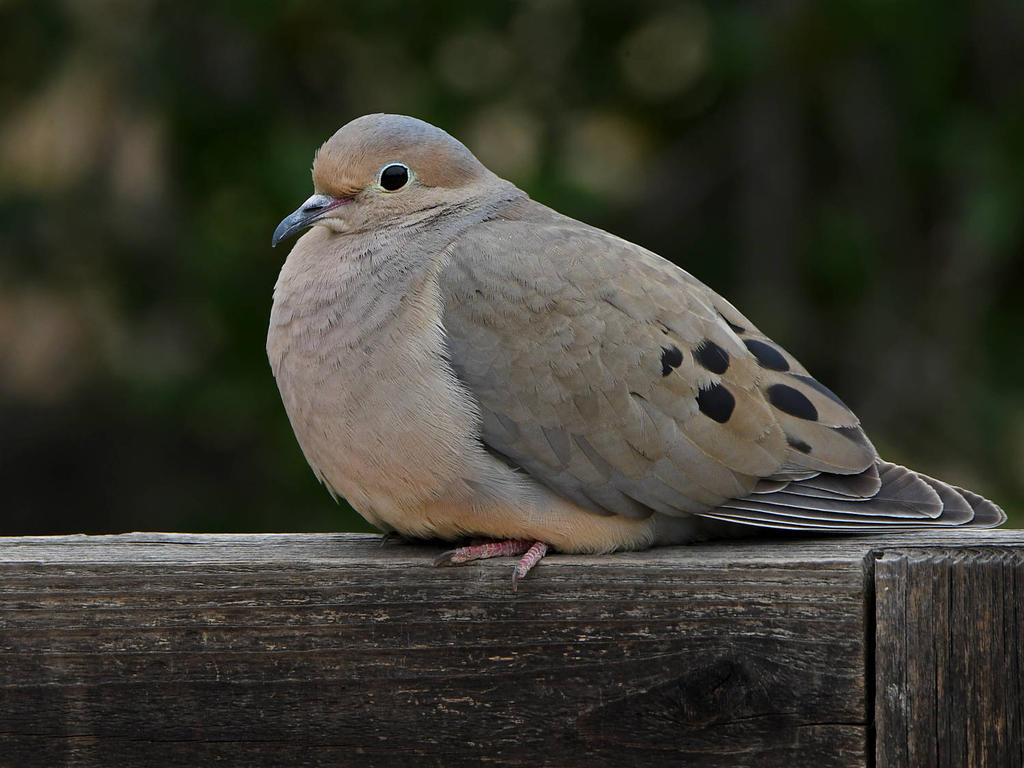Dove.jpg