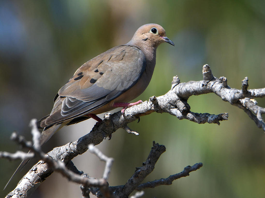 Dove.jpg