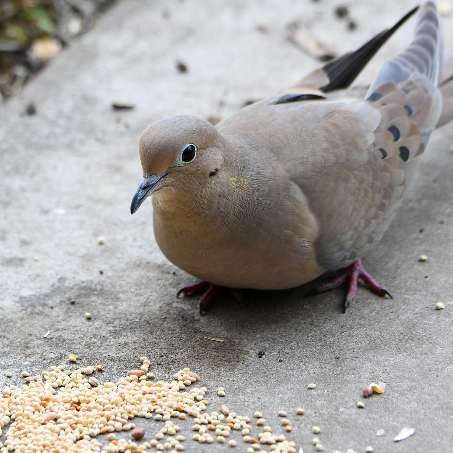 Dove.jpg